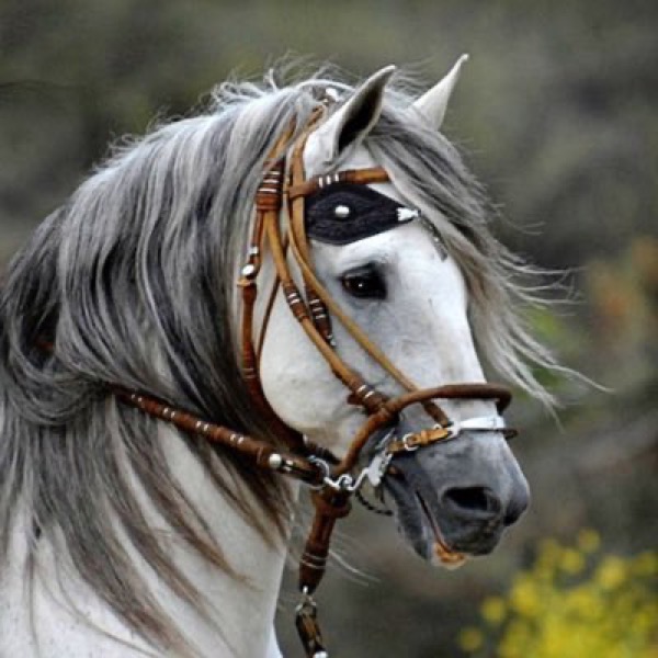 Foto de la cabeza de un caballo blanco con riendas