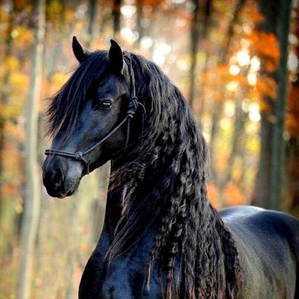Foto de un caballo negro de crin larga