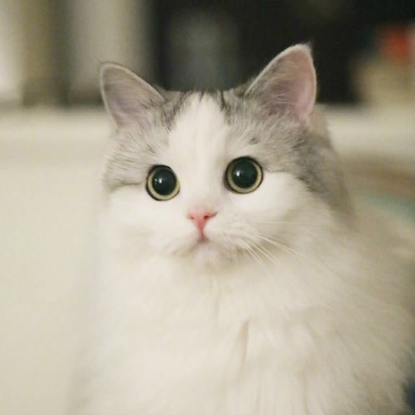 Foto de un gato blanco y gris mirando a la cámara