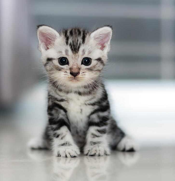 Foto de un gatito atigrado sentado, mirando a la cámara