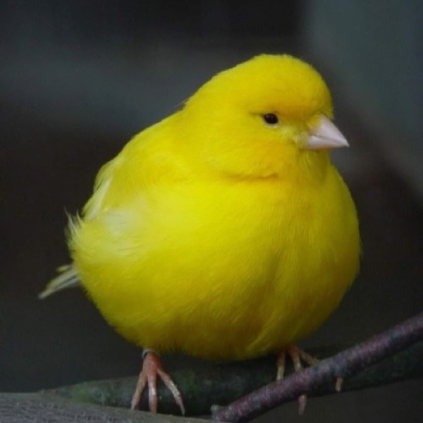 Foto de un canario amarillo en una rama