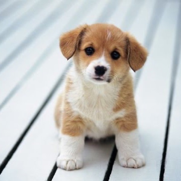 Foto de un cachorro café y blanco sentado