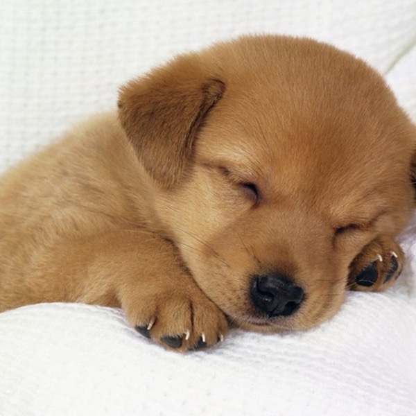Foto de un cachorro café durmiendo